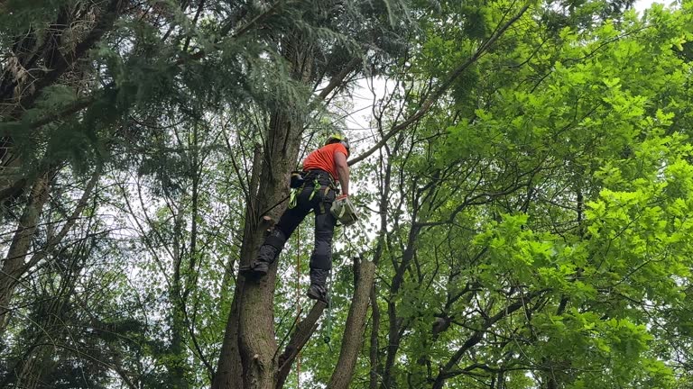 How Our Tree Care Process Works  in Navarre, FL